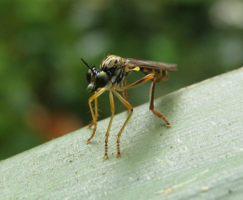 Dioctria linearis - karcsú héjalégy