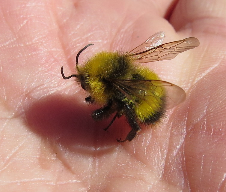 Bombus haematurus - mediterrán poszméh