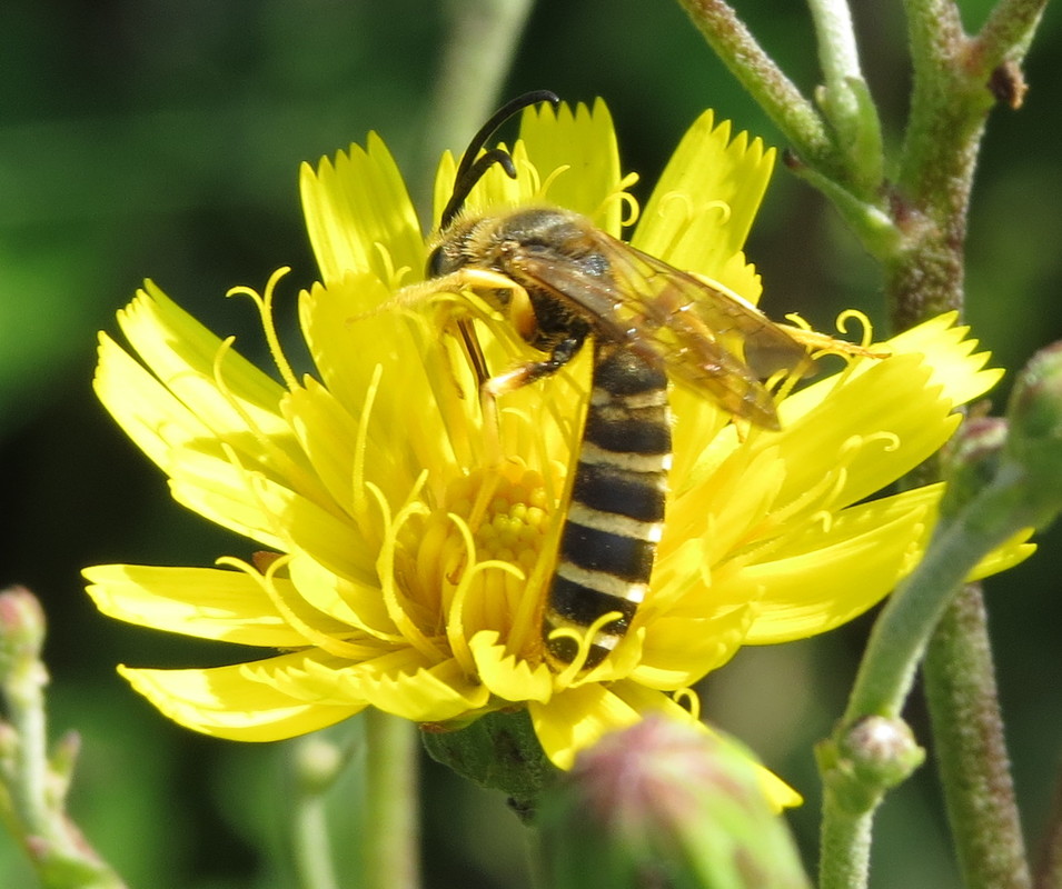 Halictus quadricinctus - nagy karcsúméh