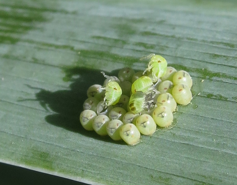 Palomena prasina - zöld bogyómászó-poloska Palomena prasina - zöld bogyómászó-poloska