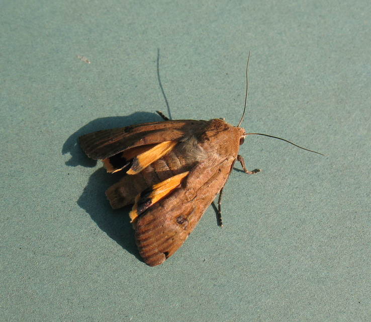 Noctua pronuba - nagy sárgafűbagoly