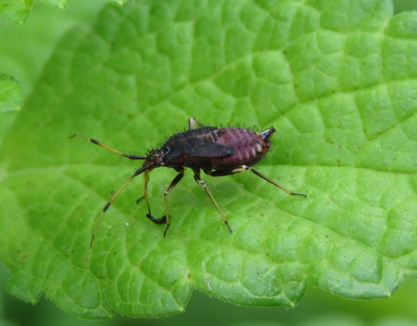 Deraeocoris ruber - vöröses mezeipoloska