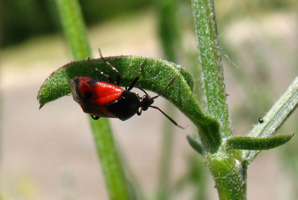 Deraeocoris rutilus - cinóber mezeipoloska