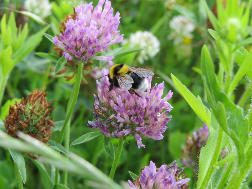 Bombus argillaceus - délvidéki poszméh
