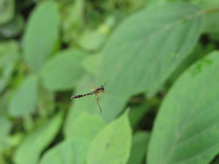 Dioctria linearis - karcsú héjalégy