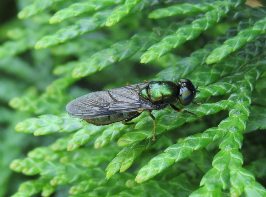 Chloromyia speciosa
