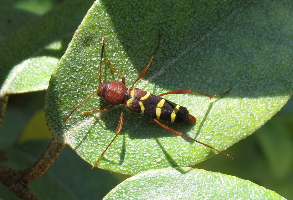Neoclytus acuminatus - amerikai darázscincér