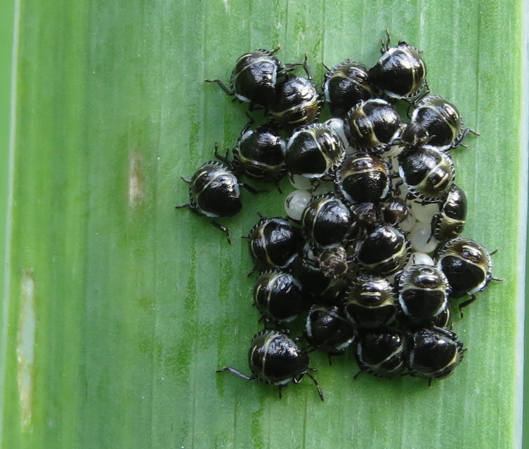 Palomena prasina - zöld bogyómászó-poloska Palomena prasina - zöld bogyómászó-poloska