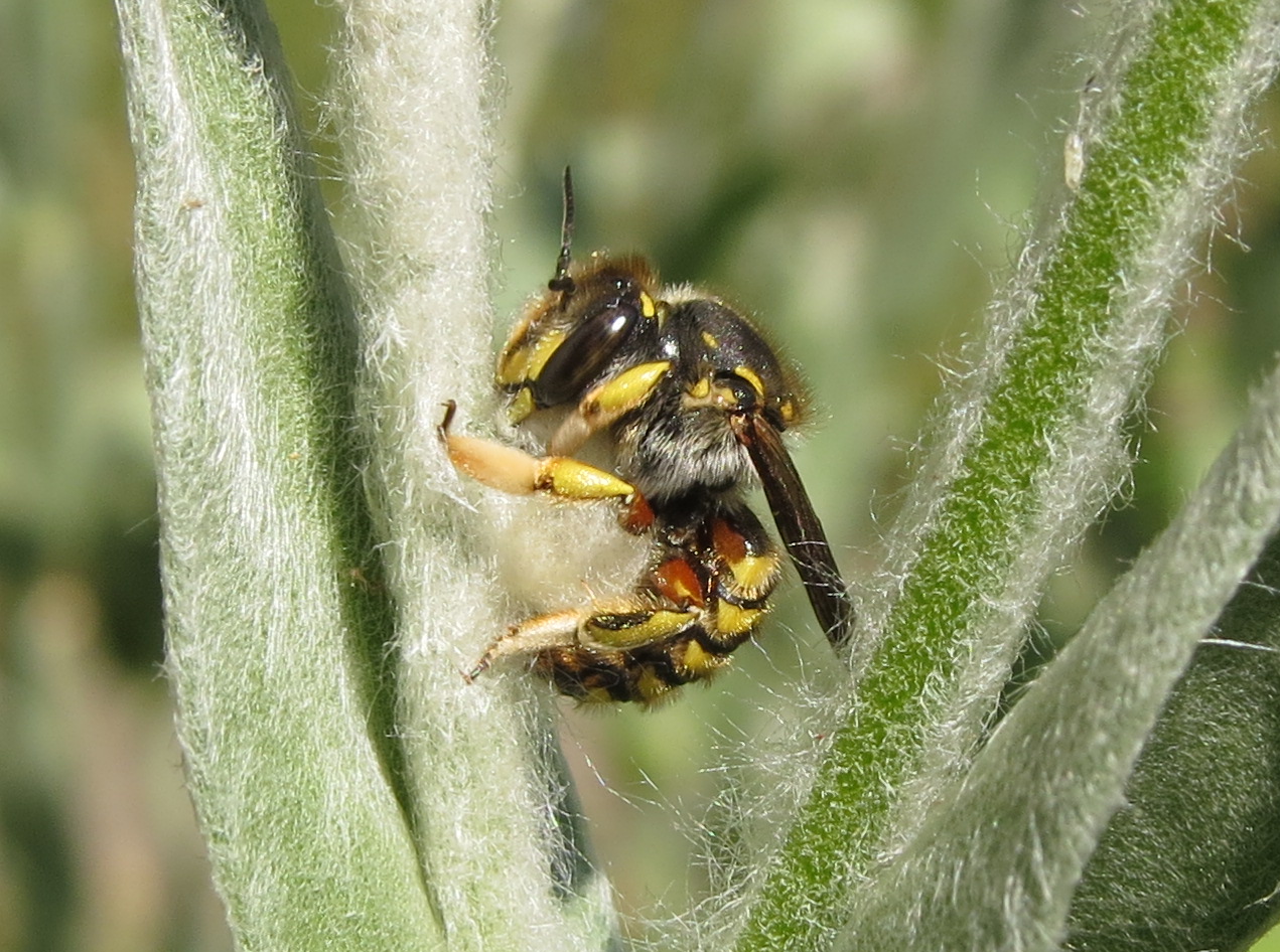 Anthidium manicatum