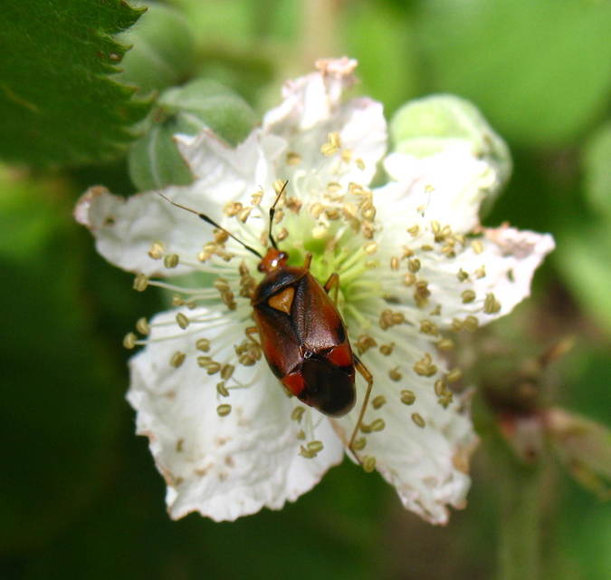 Deraeocoris ruber - vöröses mezeipoloska