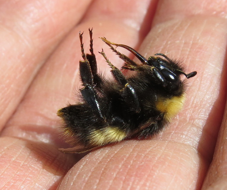 Bombus haematurus - mediterrán poszméh