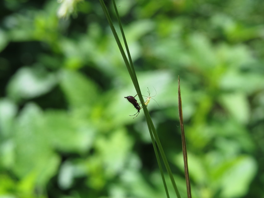 Deraeocoris ruber - vöröses mezeipoloska