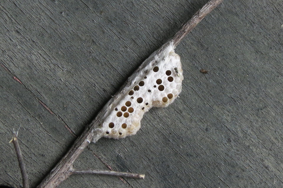 Pteromalidae - sugaras fémfürkészek