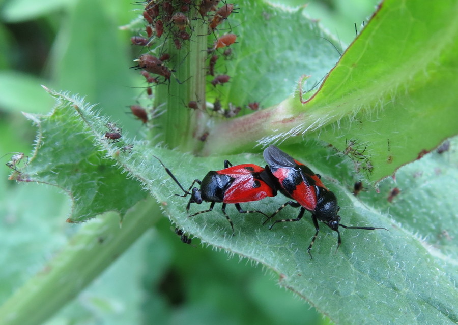 Deraeocoris rutilus - cinóber mezeipoloska