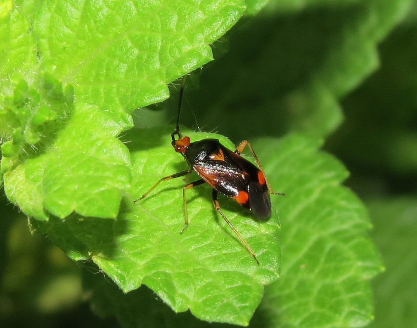 Deraeocoris ruber - vöröses mezeipoloska