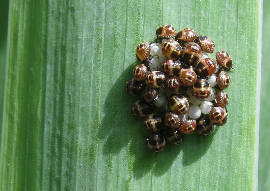 Palomena prasina - zöld bogyómászó-poloska Palomena prasina - zöld bogyómászó-poloska