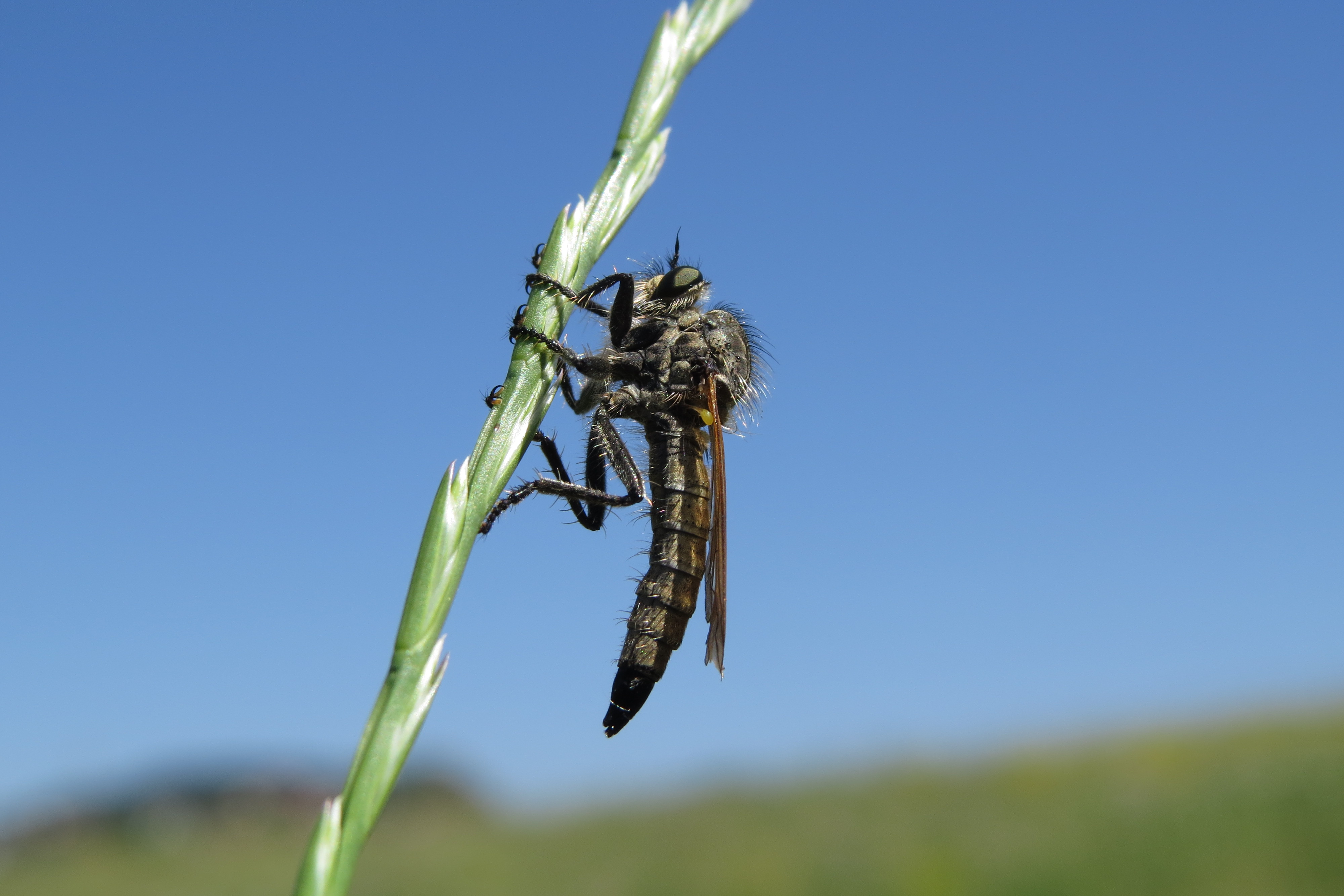 Dysmachus bilobus