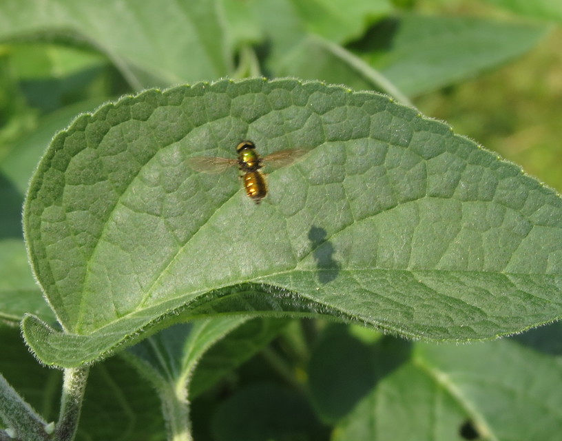 Chloromyia formosa - közönséges fémeslégy