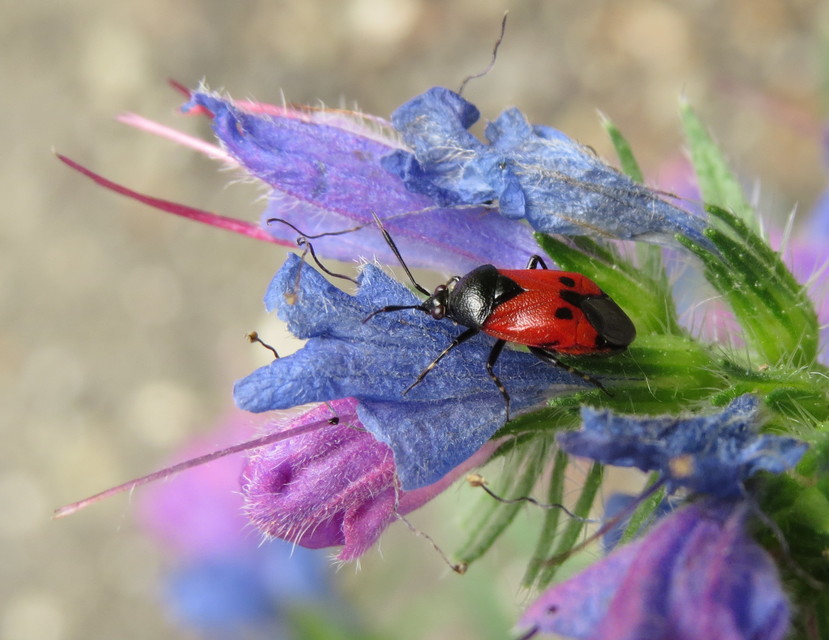 Deraeocoris rutilus - cinóber mezeipoloska