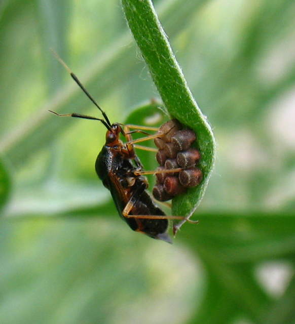 Carpocoris Carpocoris