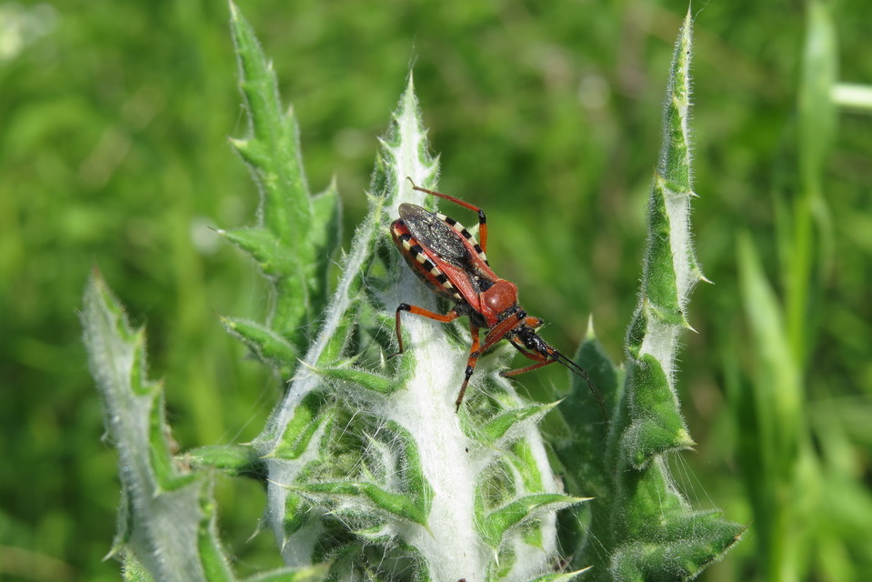 Rhynocoris iracundus - közönséges gyilkospoloska