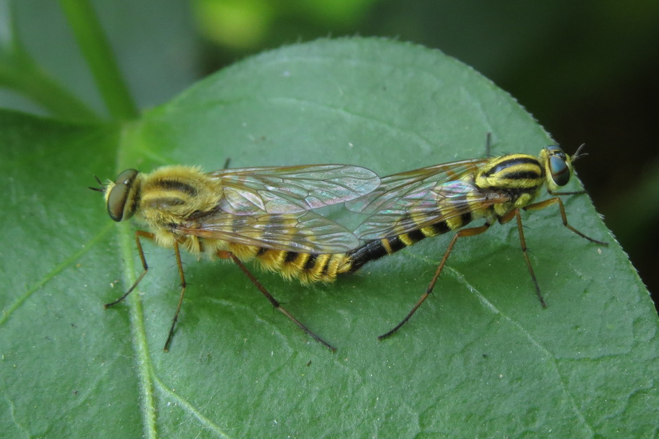 Thereva aurata - aranyos tőröslégy