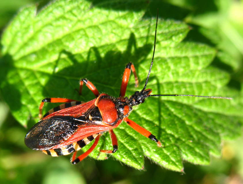 Rhynocoris iracundus - közönséges gyilkospoloska