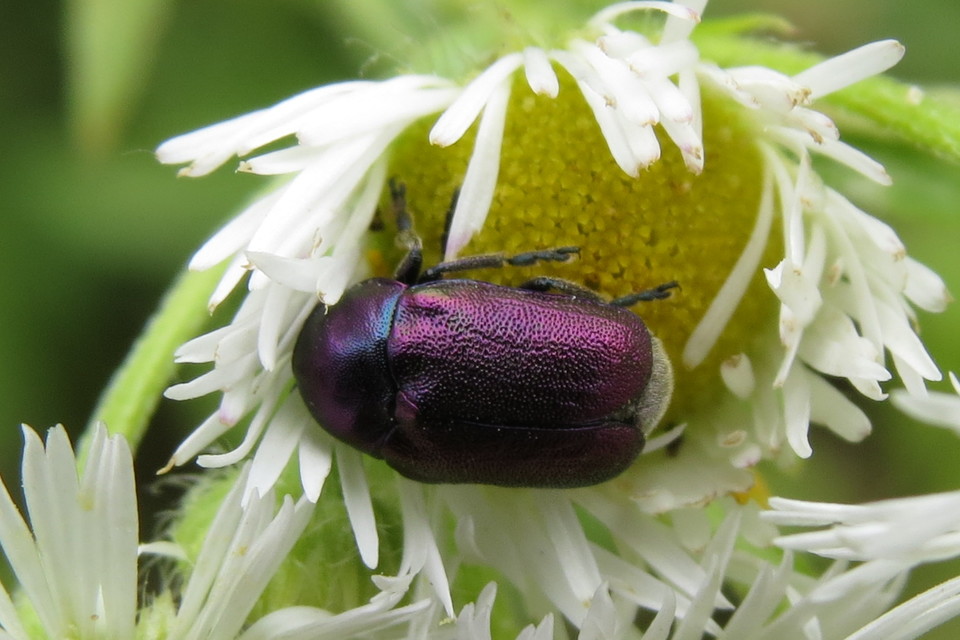 Cryptocephalus
