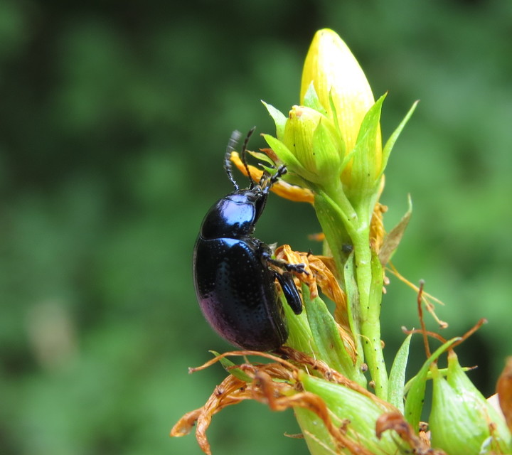 Chrysolina oricalcia - bronzos levélbogár