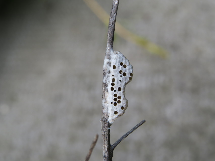 Pteromalidae - sugaras fémfürkészek