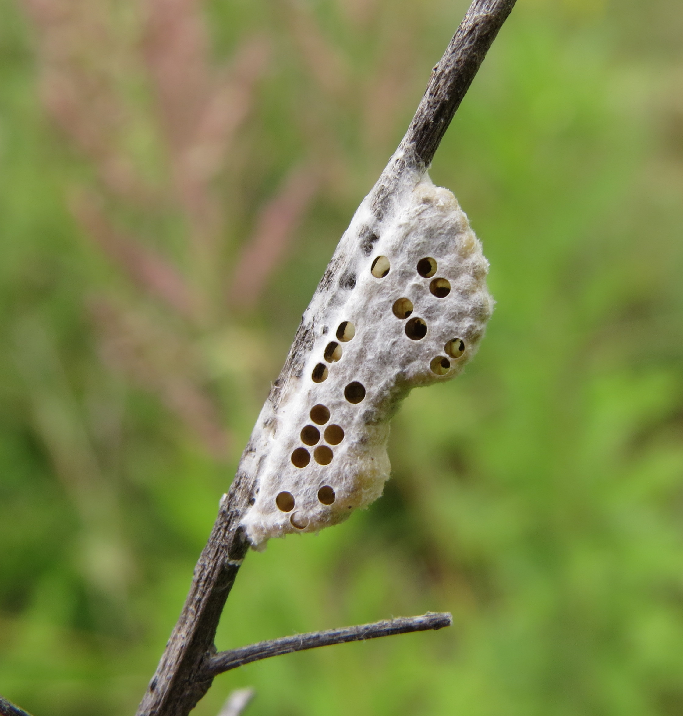 Cotesia
