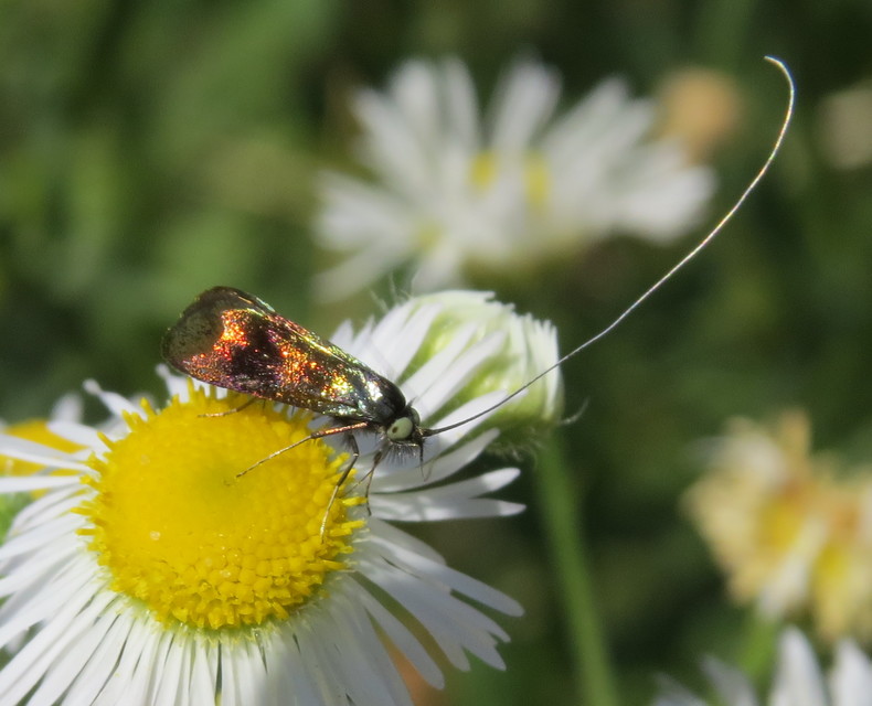 Nemophora fasciella - feketesávú tőrösmoly