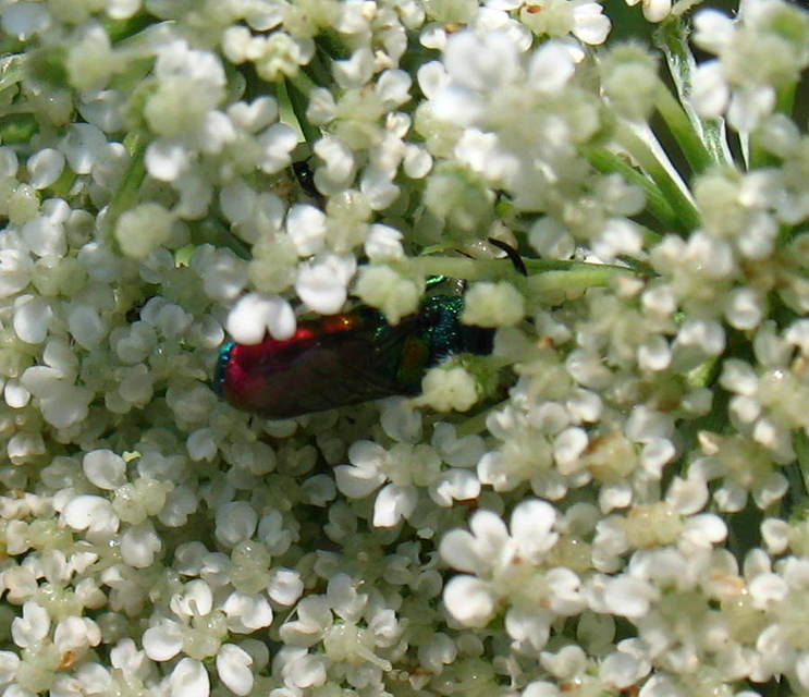Chrysis scutellaris - aranypajzsú fémdarázs