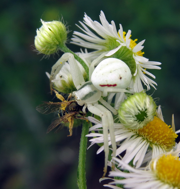 Misumena vatia - viráglakó karolópók