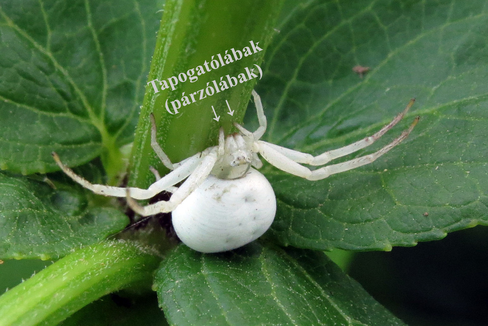 Misumena vatia - viráglakó karolópók