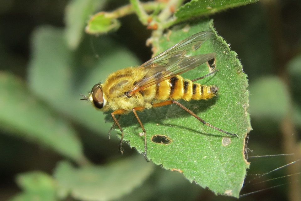 Thereva aurata - aranyos tőröslégy