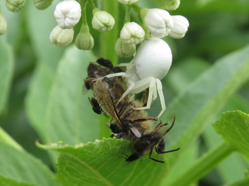 Misumena vatia - viráglakó karolópók