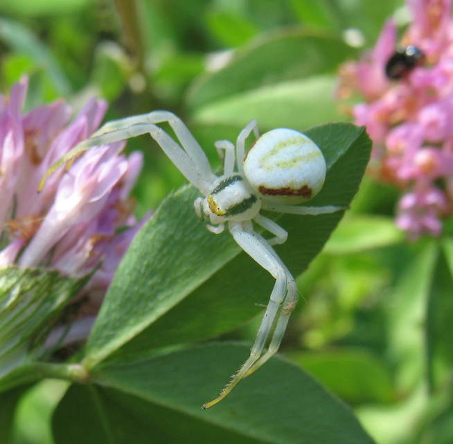 Misumena vatia - viráglakó karolópók