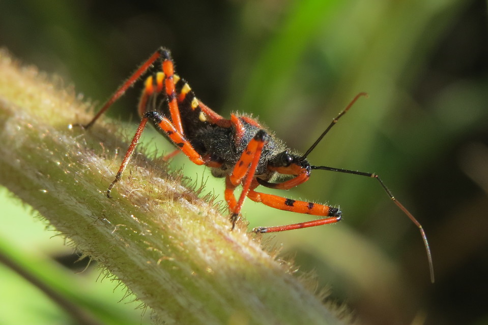 Rhynocoris iracundus - közönséges gyilkospoloska