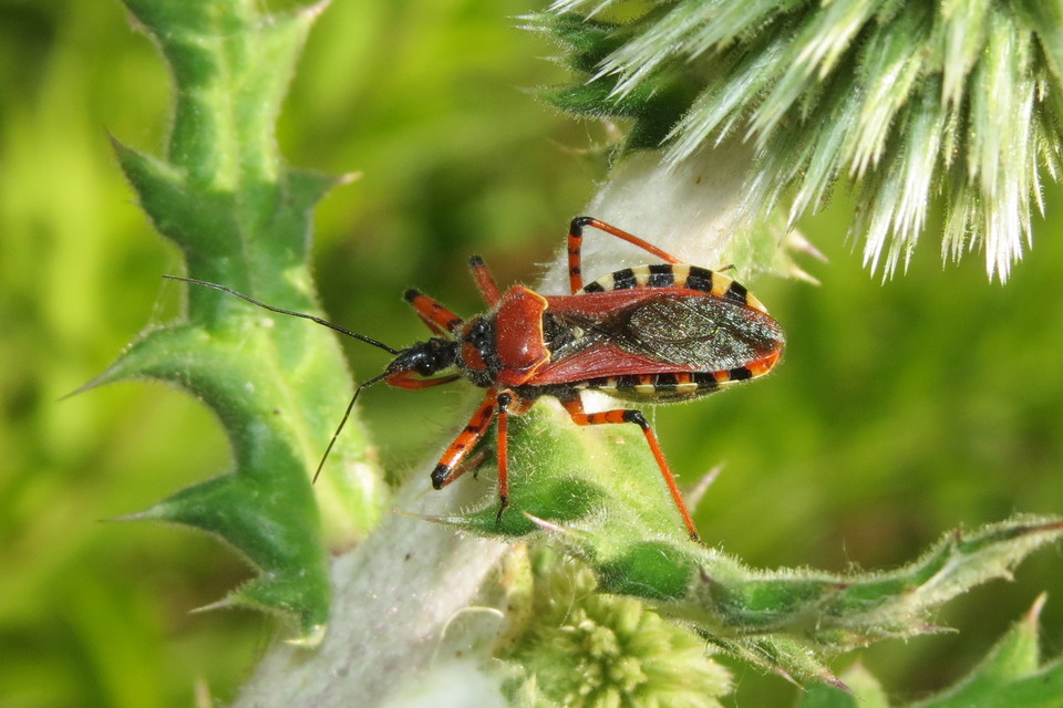 Rhynocoris iracundus - közönséges gyilkospoloska