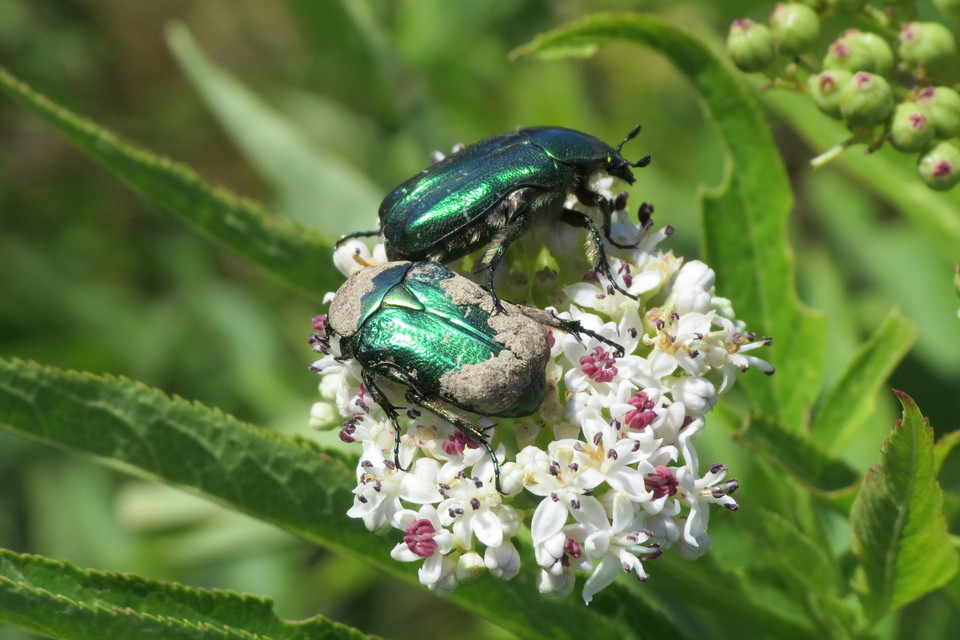 Cetonia aurata - aranyos virágbogár