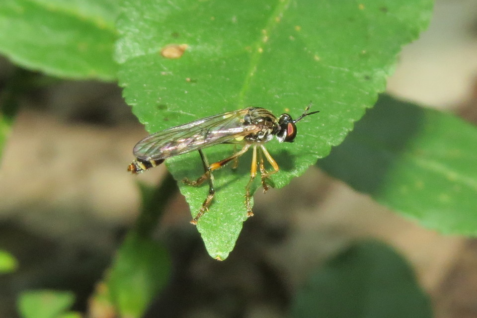 Dioctria linearis - karcsú héjalégy