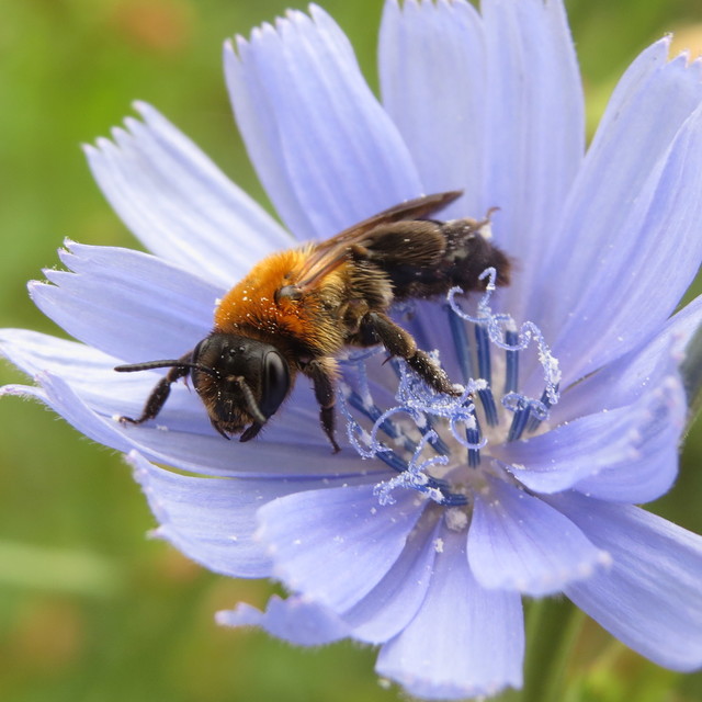 Andrena limata