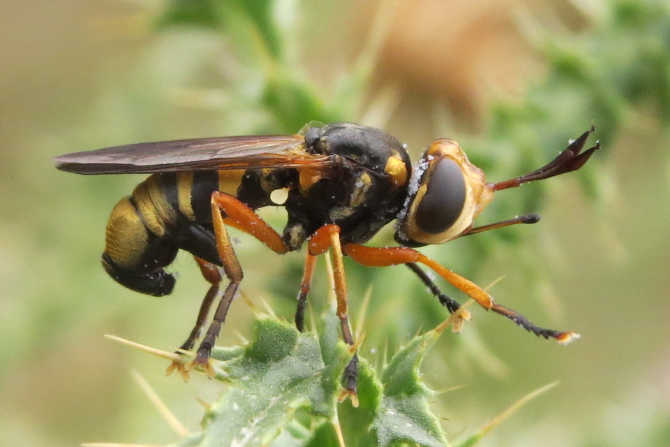 Conops insignis