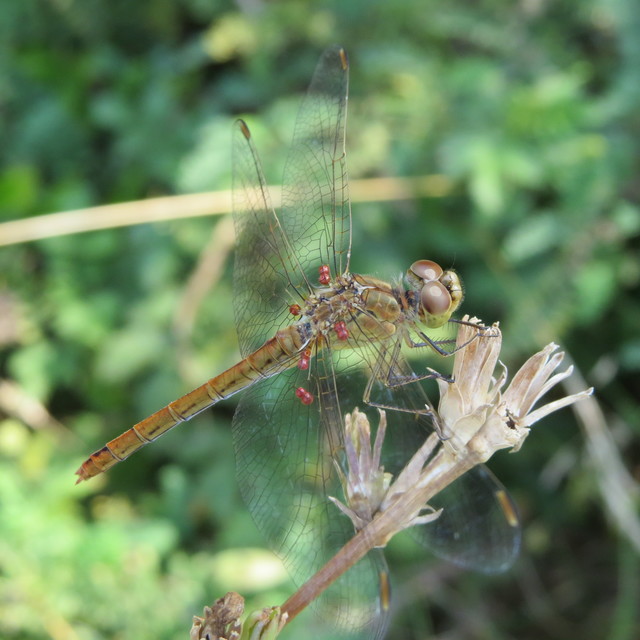 Sympetrum meridionale - fakó katona-szitakötő