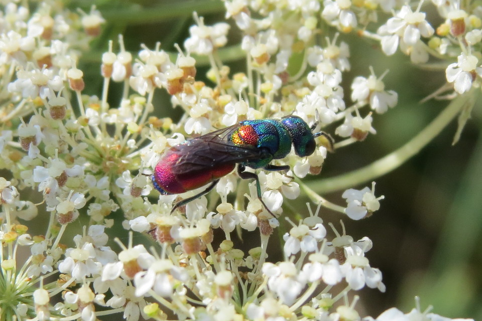 Chrysis scutellaris - aranypajzsú fémdarázs