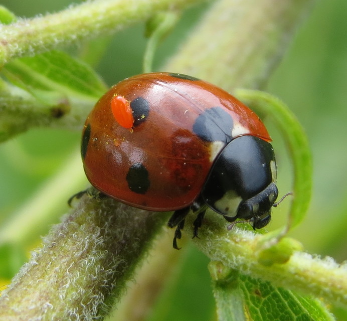 Coccinella septempunctata - hétpettyes katica