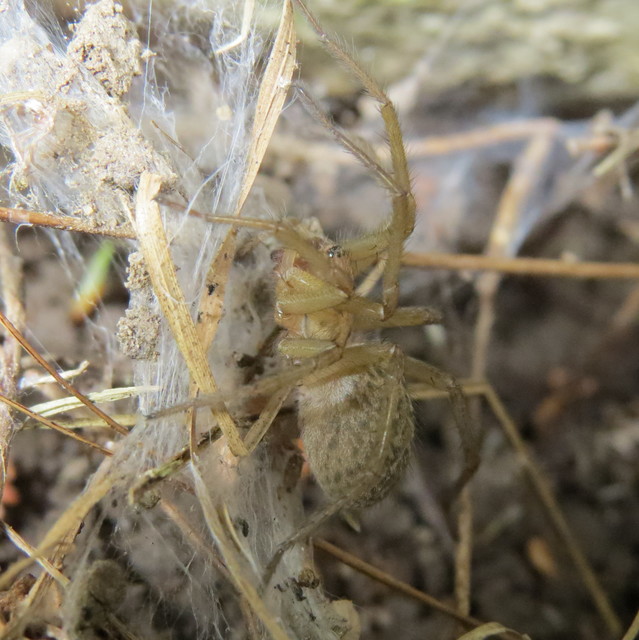 Eratigena agrestis - réti zugpók