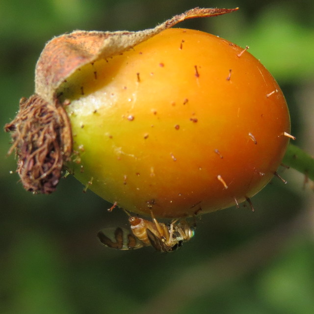 Carpomya schineri - rózsa-gyümölcslégy