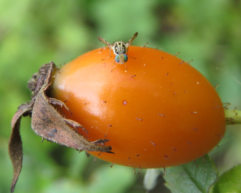 Carpomya schineri - rózsa-gyümölcslégy